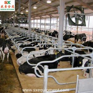 UDairy Cattle Free Stall